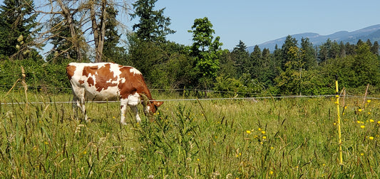 Introduction to Permaculture