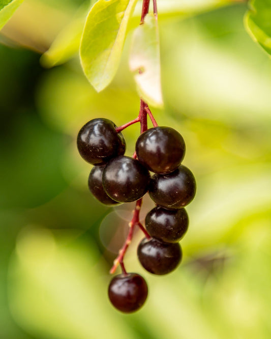 Chokecherry - Garrington