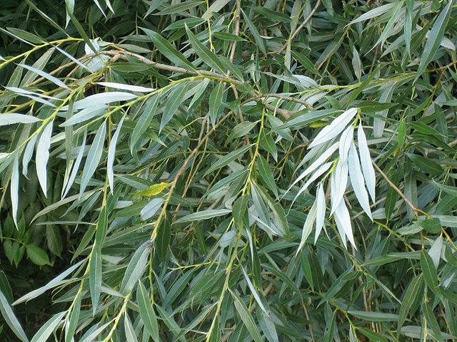 Willow - Alba