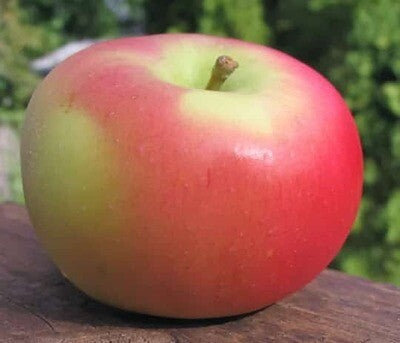 Apple - Alberta Buff