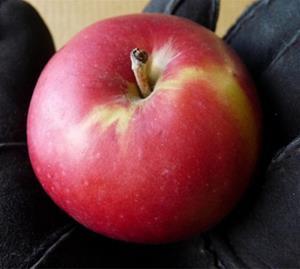 Apple - Gemini