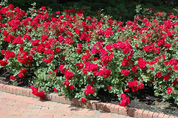 Rose - Champlain