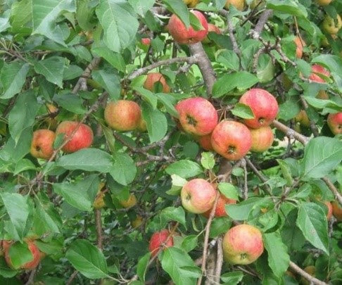 Apple Crab - Chestnut