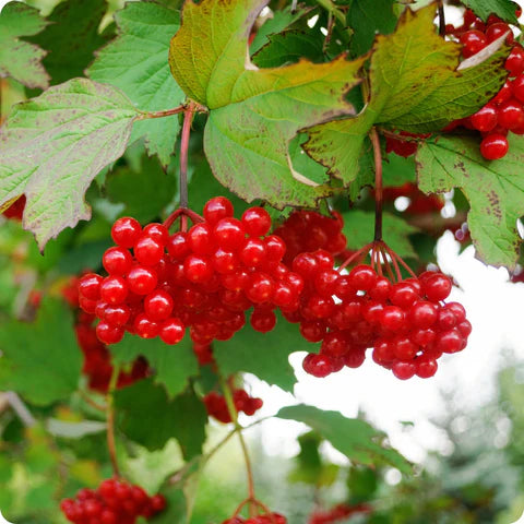 Cranberry - Highbush