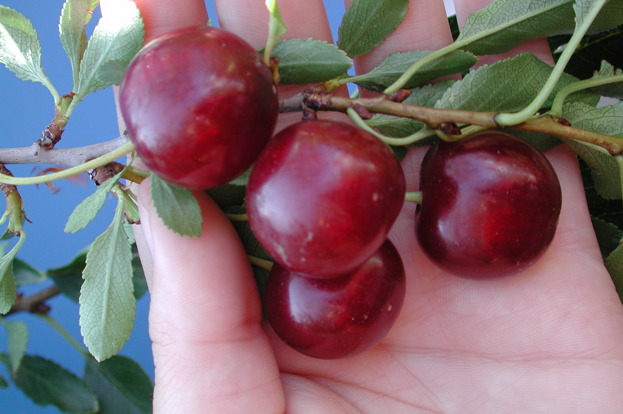 Tart Cherry Cupid Dna Gardens