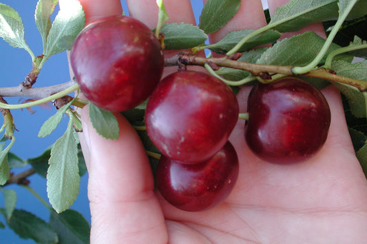 Cherry - Cupid