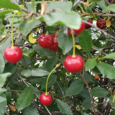 Cherry - Cutie Pie