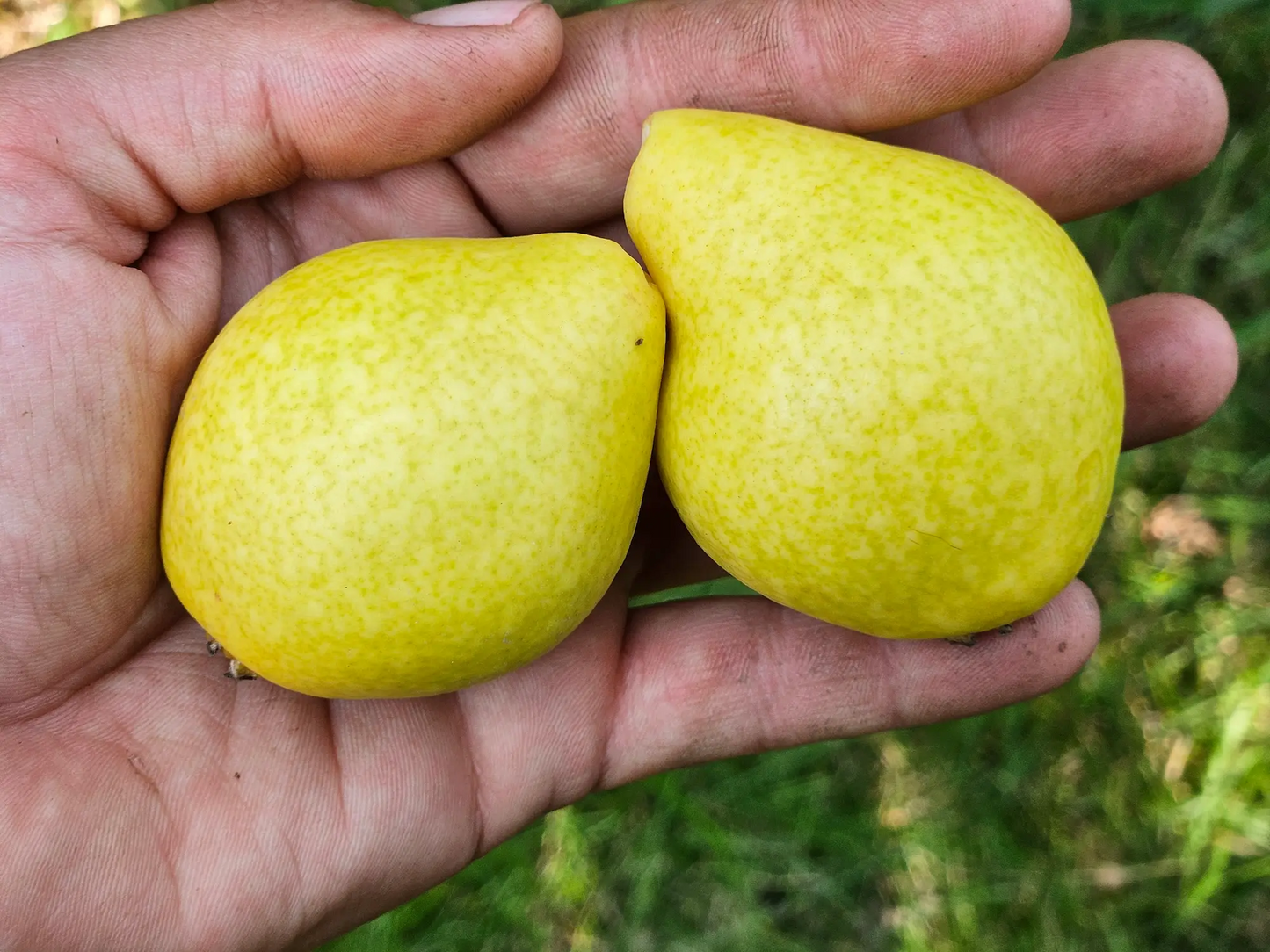 Pear - Early Gold
