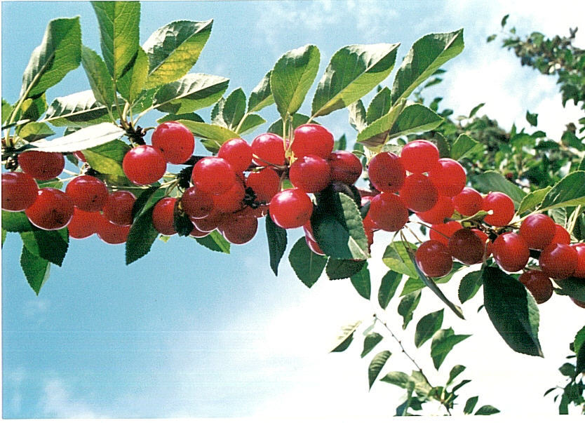 Cherry - Evans