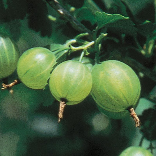 Gooseberry - Pixwell