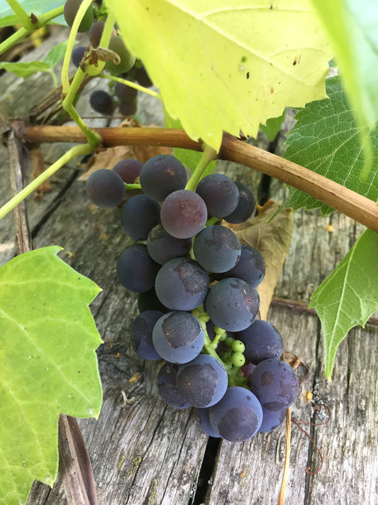 Grape - Valiant