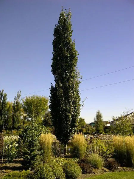 Aspen, Columnar Guardian
