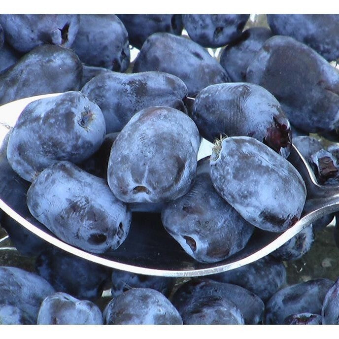All About Fruit