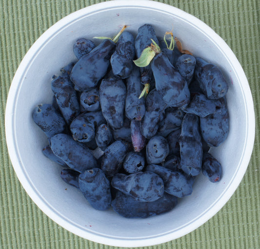 fresh picked haskap berries
