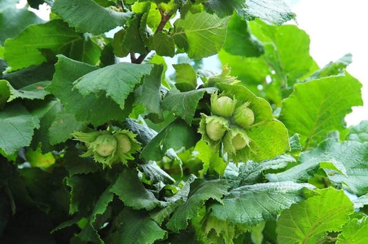 Hazelnut tree fruit and acorns