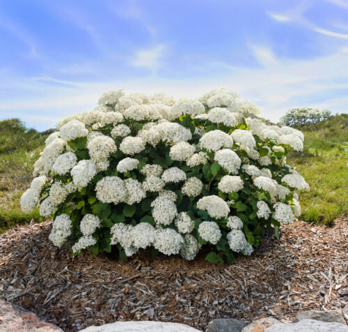 Hydrangea - Flowerfull