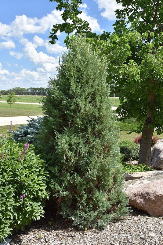 Juniperus Medora