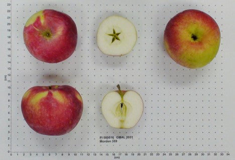 Apple- M359