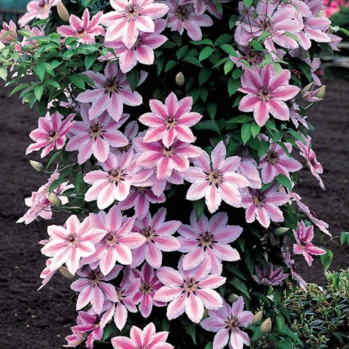 Clematis, Nelly Moser