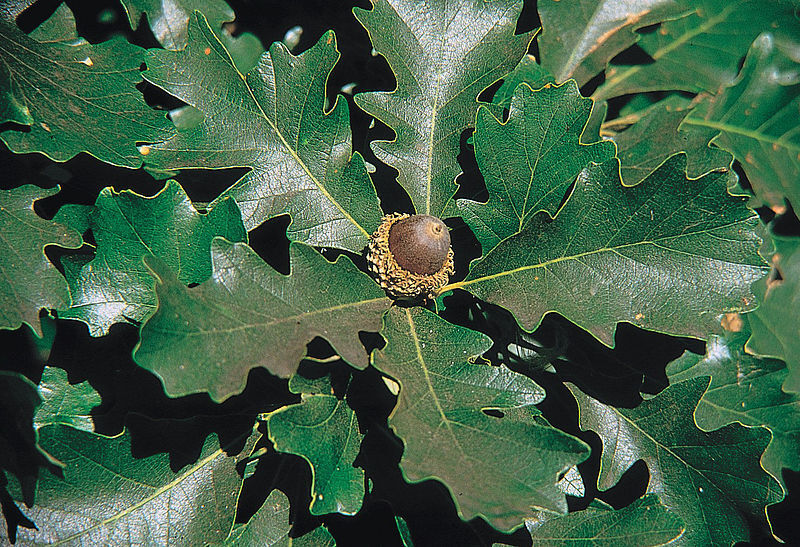 Oak - Burr