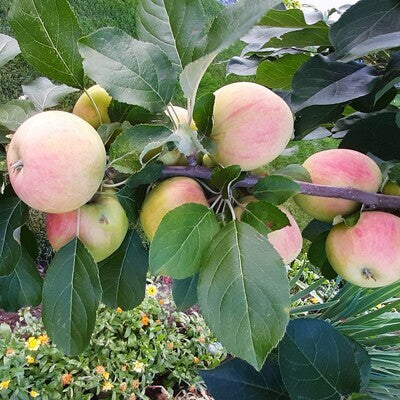 Apple - Odyssey