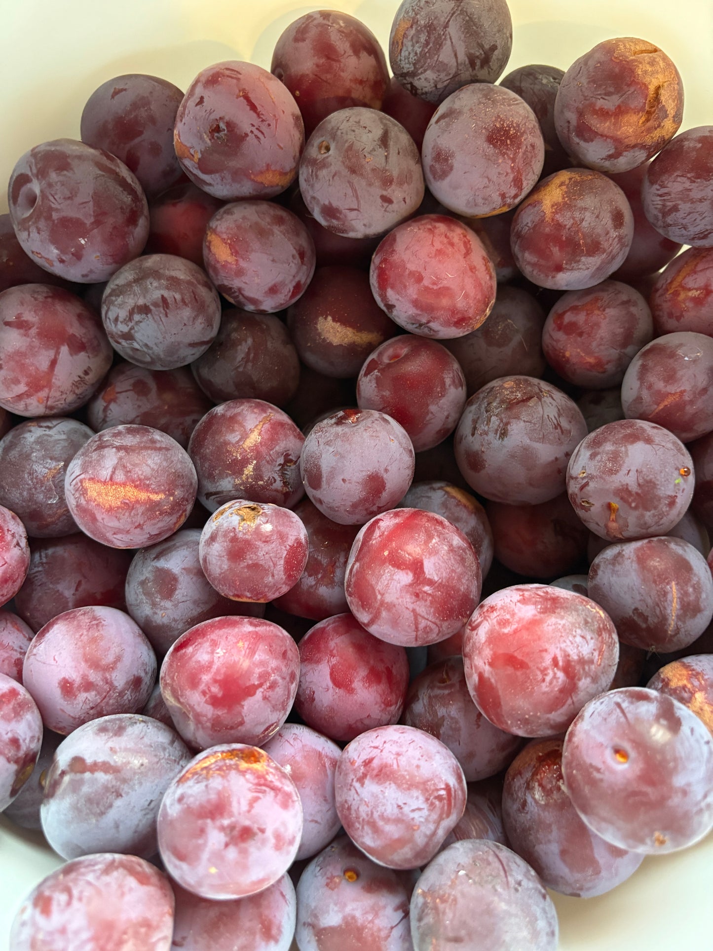 Plum -Pembina (Self Pollinating)