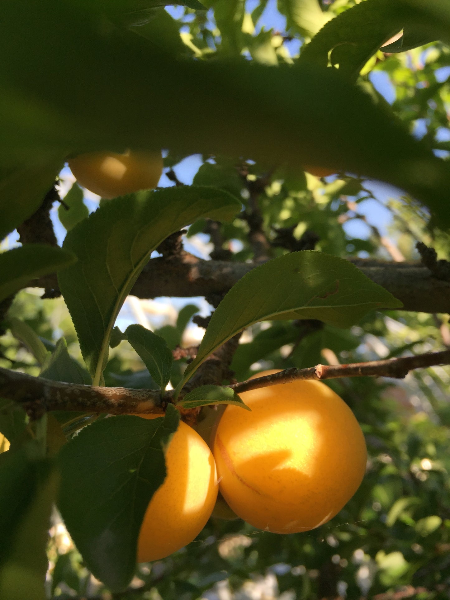 Plum - Brookgold