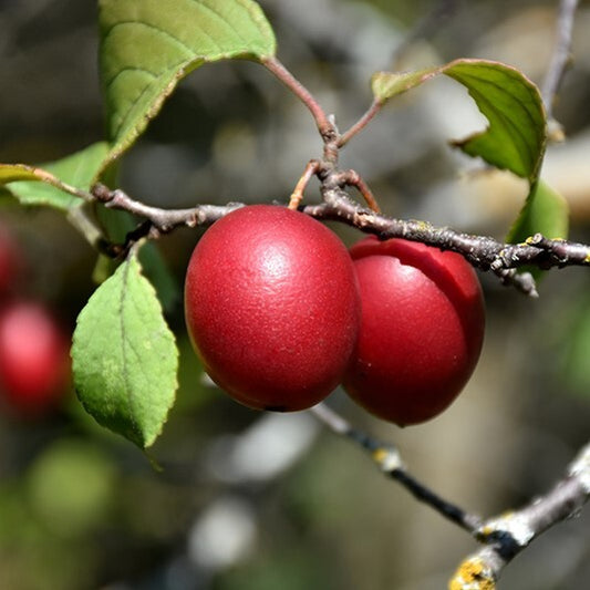 Plum - Brookred