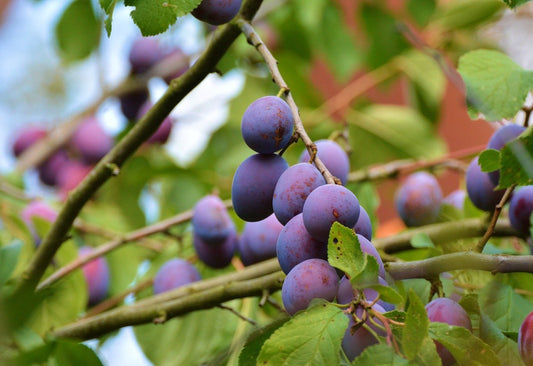 Plum, Cherry Plum - Coutts #3