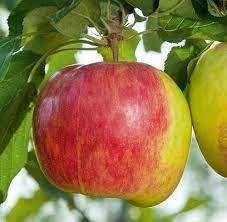 Apple - Prairie Magic