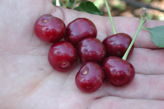 Cherry - Romeo