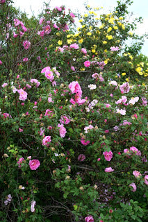 Rose - Therese Bugnet