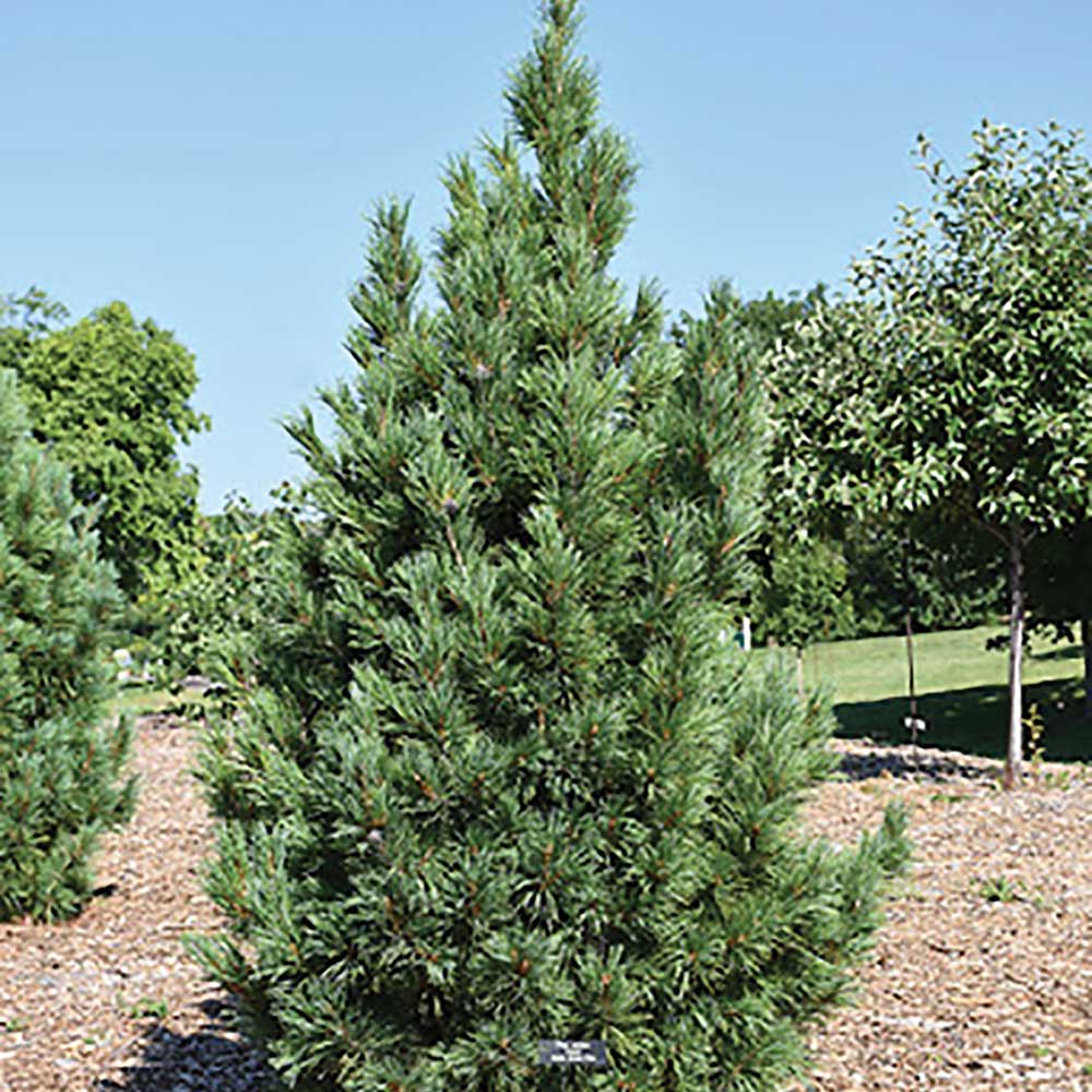 Conifer, Swiss Stone Pine
