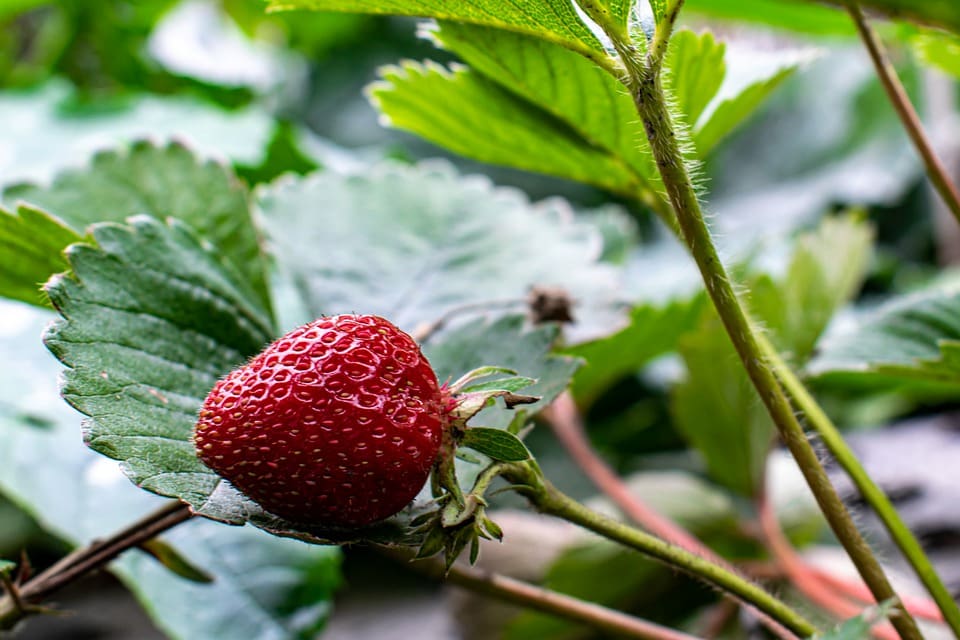 Strawberry, Seascape