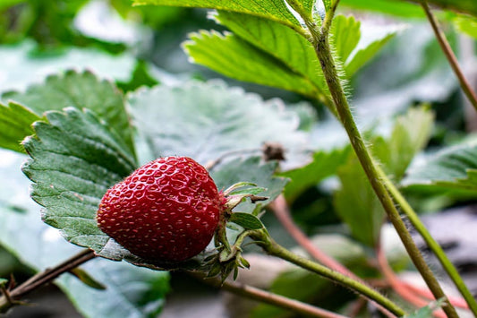 Strawberry, Seascape