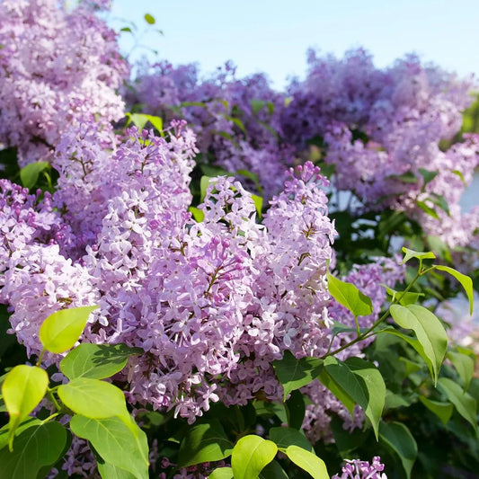 Lilac, Scentara