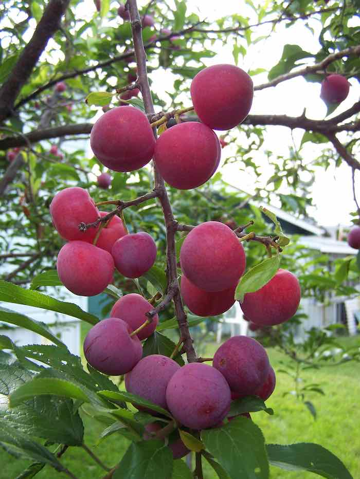 Plum - Toka