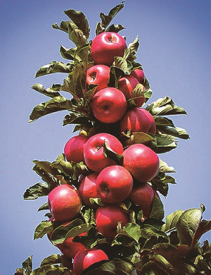 Treasure Red Columnar cold hardy apple tree full of crisp red apples
