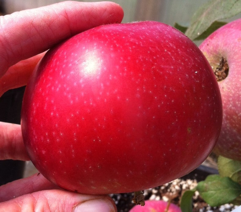 bright red treasured apple