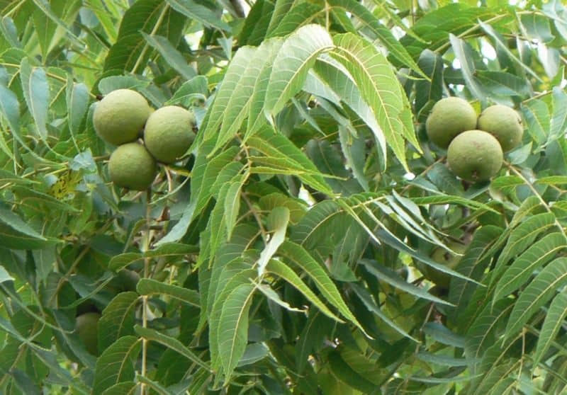 Walnut, Black