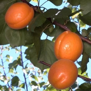 Westcot apricot in alberta cold hardy