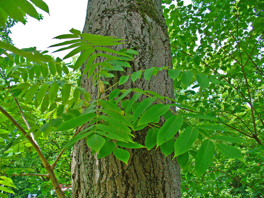 Walnut, White (Butternut)