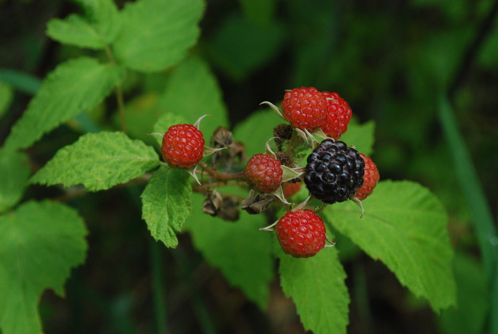 Raspberry - Aubin Black