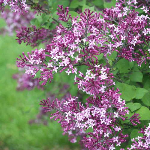 Lilac, Bloomerang