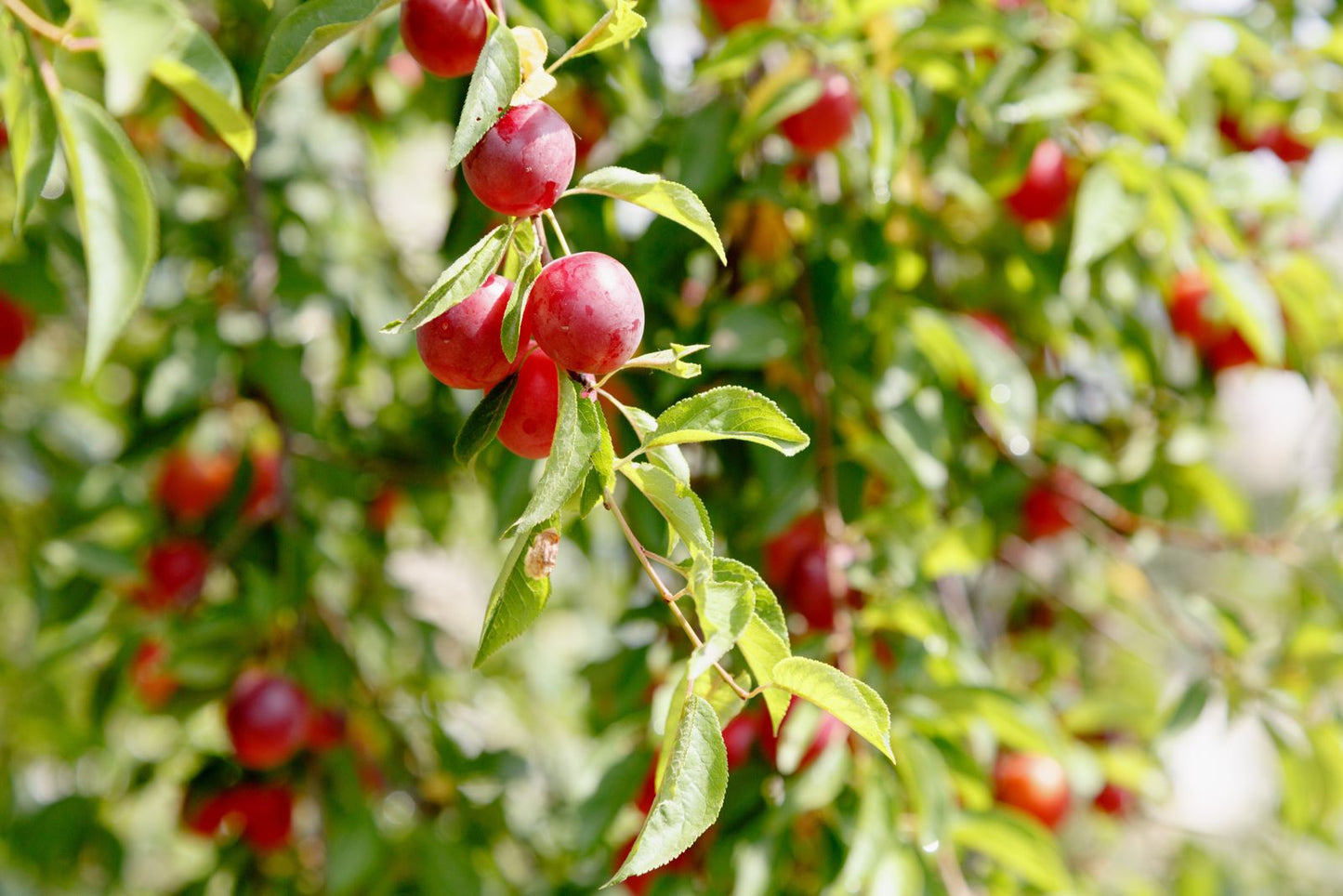 Plum, Couts Pollinator - Mustang