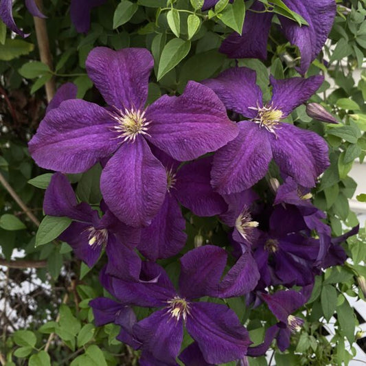 Clematis, Jackmanii