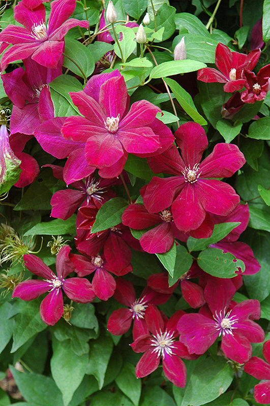 Clematis, Cardinal Rouge