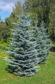 Spruce - Colorado