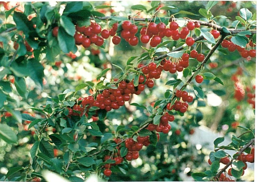 Cherry - Valentine