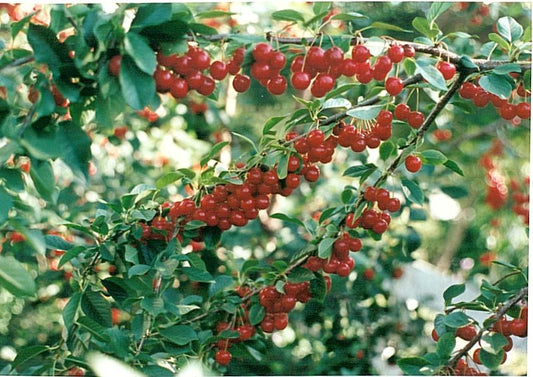 Cherry - Valentine